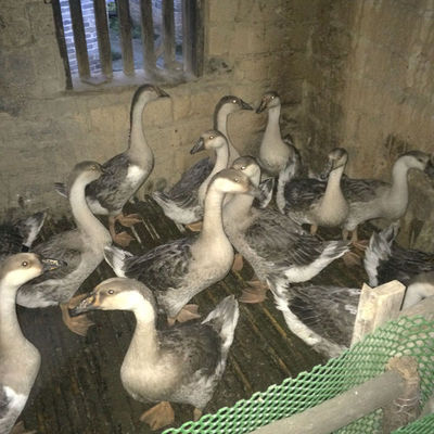 认识狮头鹅 外观特征与饲养要点