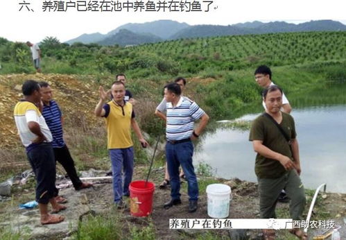 从臭气熏天到生态和谐 广西河池罗城现代生态养殖的成功实践