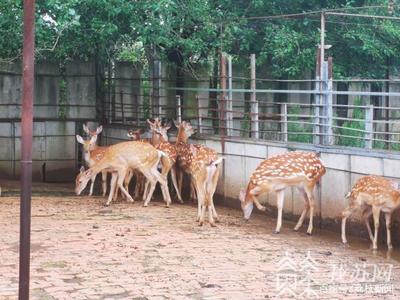 全链条排查 人工饲养的陆生野生动物同样禁止食用
