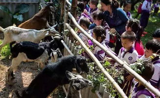 番禺喜出望外生态乐园 超值野炊套餐，全家共享秋日田园之乐