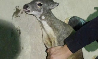 云南村民爱心饲养野生动物 疑似“神鹿”获专业救助