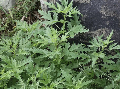 【创新内蒙古】科研突破 麻叶荨麻饲料添加显著提升羊肉营养品质