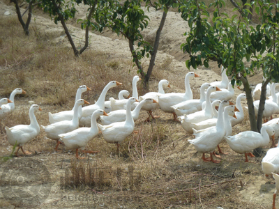 【独家】有机韩国新高梨 和乐康威海基地直供的纯净之选