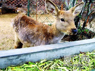 梅花鹿南迁记 厦门冬季的冷水浴与适应性饲养管理