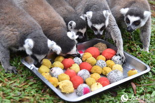 深圳野生动物园的“特别菜单” 特色汤圆，让动物们过个温馨元宵节