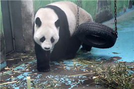 中国政协委员聚焦动物饲养规范，推动生态文明建设与畜牧业高质量发展