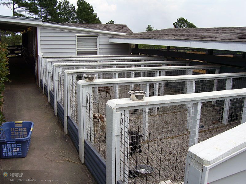 探秘顶级犬舍 艺术与科学的完美交融，颠覆你的想象