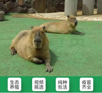 可爱卡皮巴拉 水豚养殖与观赏市场新宠