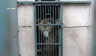河南动物园棕熊咬死饲养员后续 肇事熊被关“禁闭”，饲料生产安全引关注