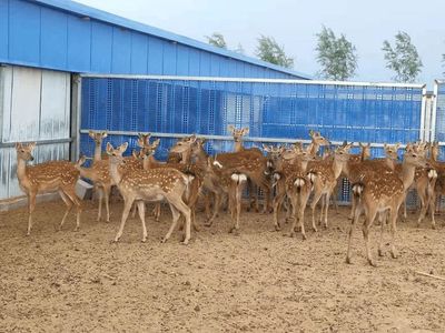 鹿醇宝集团 卓越品质引领饲料生产新标杆