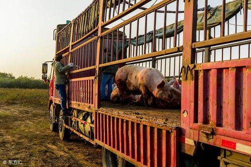 泔水喂猪不可取，科学饲料保安全